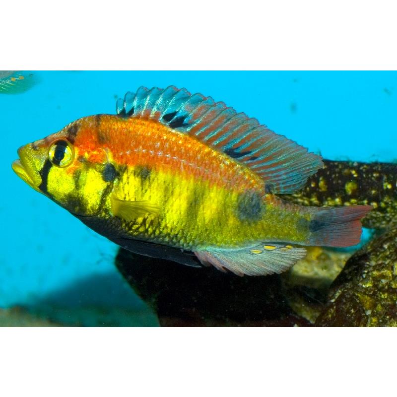 Yellow Belly Albert - imagine 5